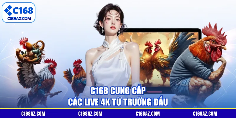 C168 cung cấp các live 4K từ trường đấu